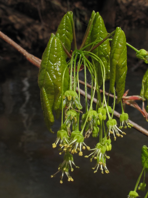 Acer floridanum (Southern sugar maple) #45346