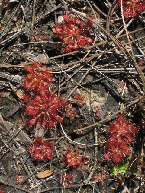 Drosera capillaris (Pink sundew) #45366
