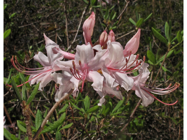 Rhododendron canescens (Mountain azalea) #45372