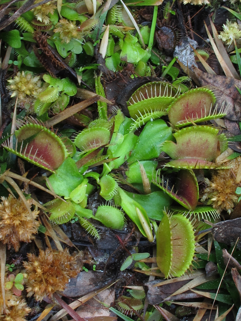Dionaea muscipula (Venus flytrap) #45373