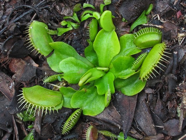 Dionaea muscipula (Venus flytrap) #45377