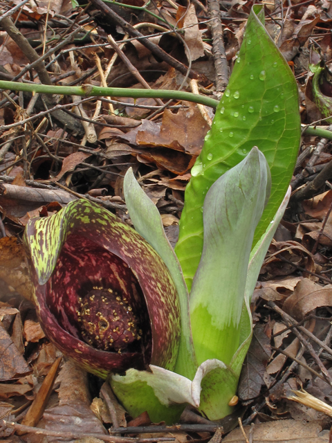 Symplocarpus foetidus (Skunk cabbage) #45385