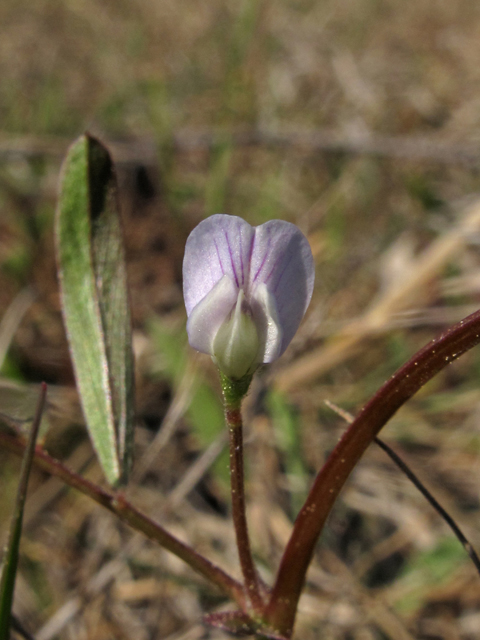 Vicia minutiflora (Pygmyflower vetch) #45389