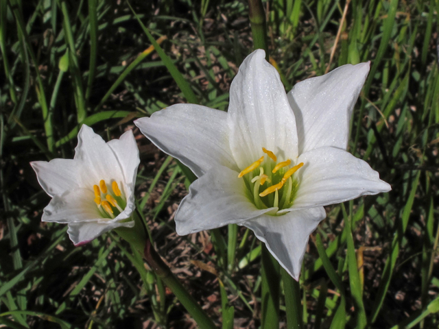 Zephyranthes simpsonii (Redmargin zephyr-lily) #45395