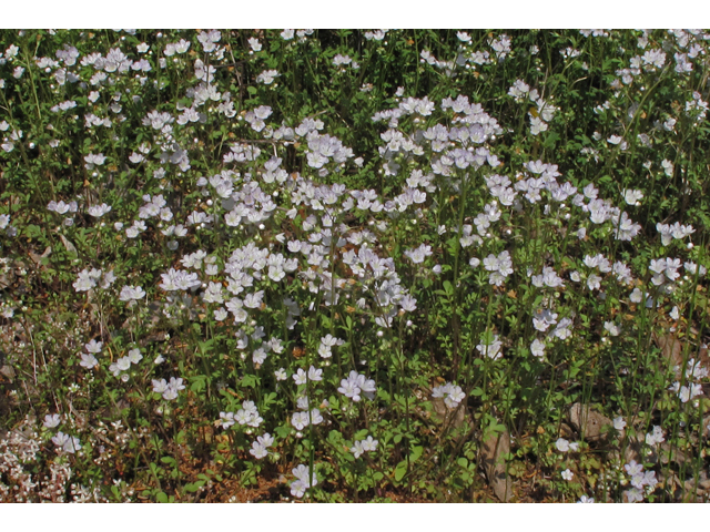 Phacelia dubia (Smallflower phacelia) #45398