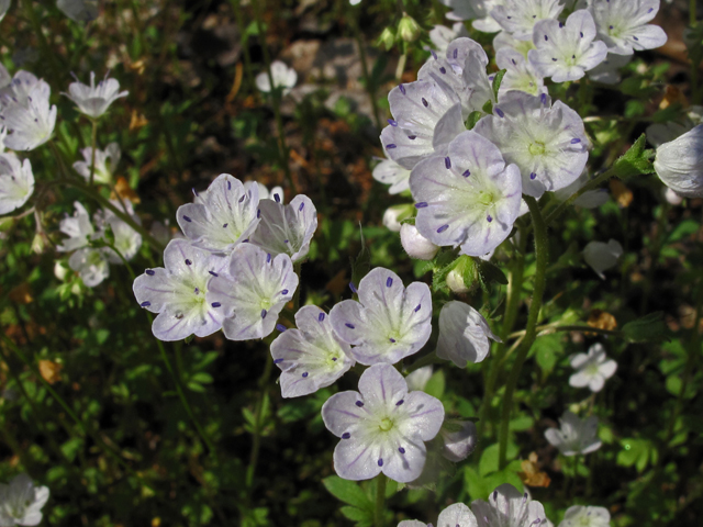 Phacelia dubia (Smallflower phacelia) #45399
