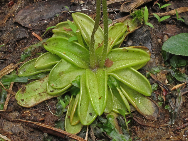Pinguicula primuliflora (Southern butterwort) #45401