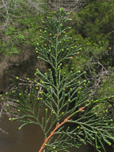 Chamaecyparis thyoides (Atlantic white cedar) #45410