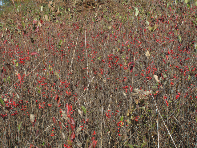 Aronia arbutifolia (Red chokeberry) #45423