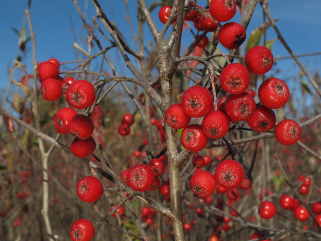Aronia arbutifolia (Red chokeberry) #45424