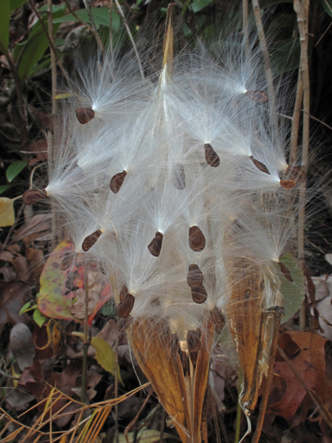 Asclepias exaltata (Poke milkweed) #45426