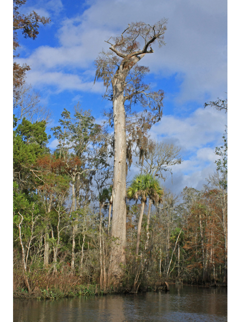 Taxodium distichum (Bald cypress) #45456