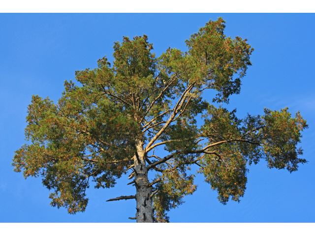 Chamaecyparis thyoides (Atlantic white cedar) #45463