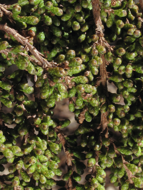 Taxodium distichum (Bald cypress) #45464