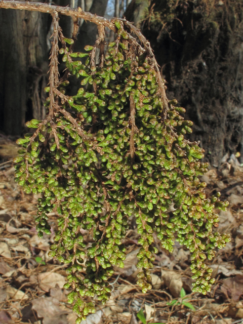 Taxodium distichum (Bald cypress) #45467