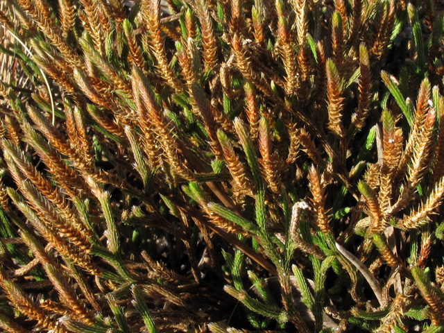 Selaginella arenicola ssp. arenicola (Sand spikemoss) #45474