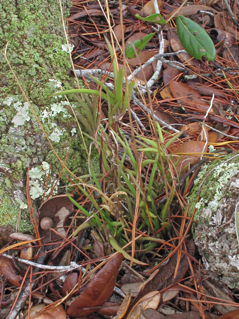 Tolumnia bahamensis (Florida dancing-lady orchid) #45475