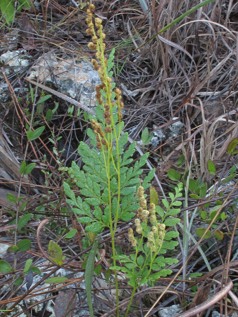 Anemia adiantifolia (Pine fern) #45476