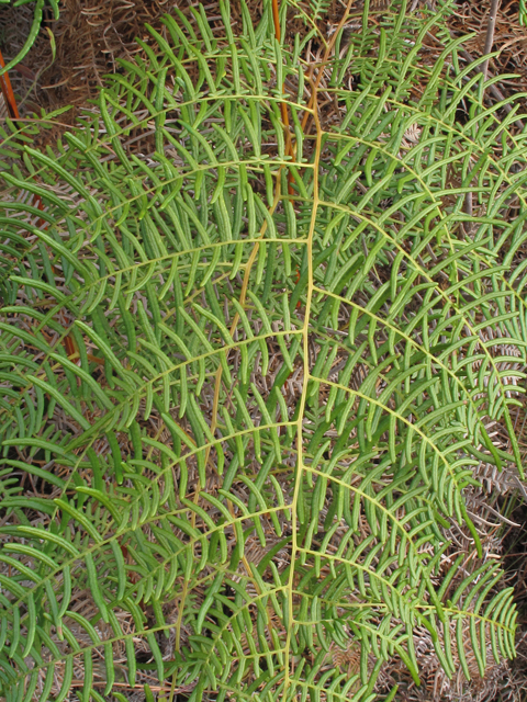Pteridium caudatum (Southern bracken fern) #45491