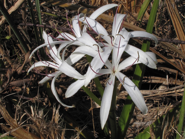 Crinum americanum (American crinum lily) #45492