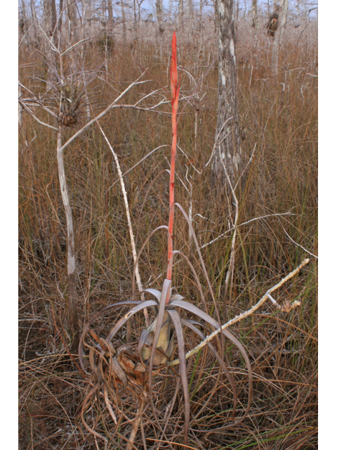 Tillandsia balbisiana (Northern needleleaf) #45493