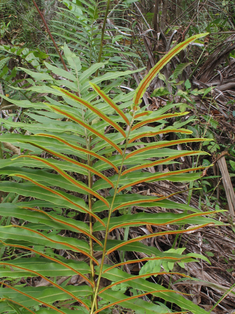 Blechnum serrulatum (Swamp fern) #45504