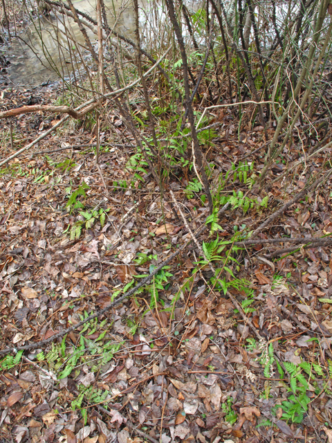 Dryopteris australis (Woodfern) #45509