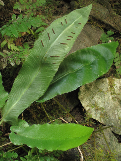 Asplenium scolopendrium var. americanum (American hart's-tongue fern) #45780
