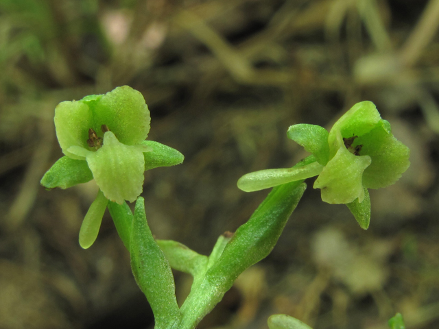 Platanthera flava var. flava (Palegreen orchid) #45790