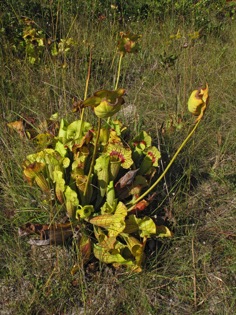 Sarracenia catesbaei (Pitcherplant) #45800