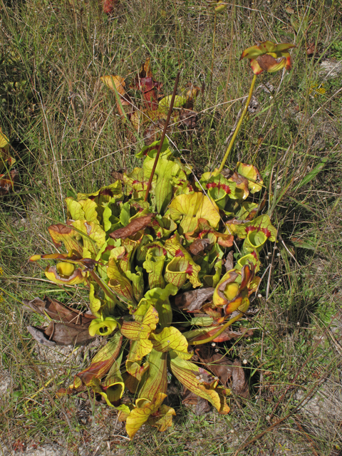 Sarracenia catesbaei (Pitcherplant) #45808