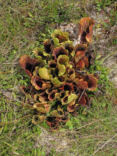 Sarracenia purpurea var. venosa (Southern purple pitcherplant) #45809