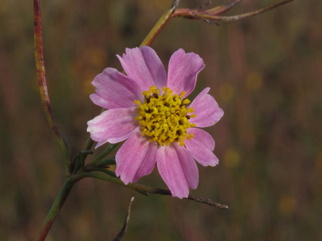 Coreopsis rosea (Pink tickseed) #45837
