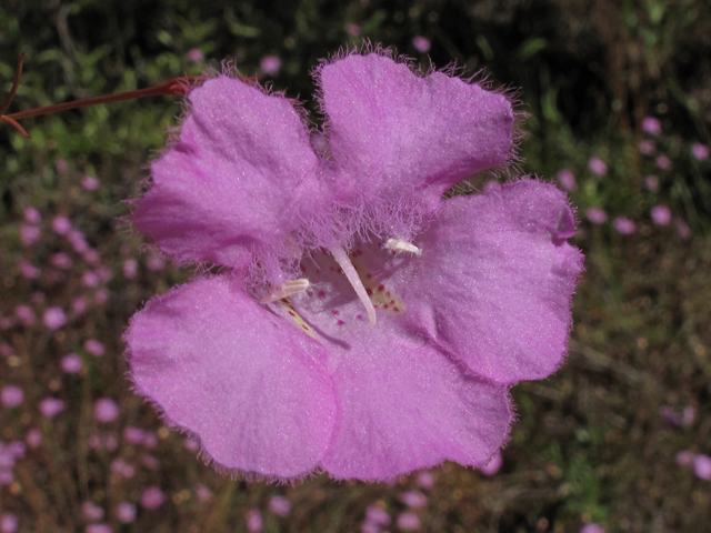 Agalinis plukenetii (Chattahoochee false foxglove) #45853