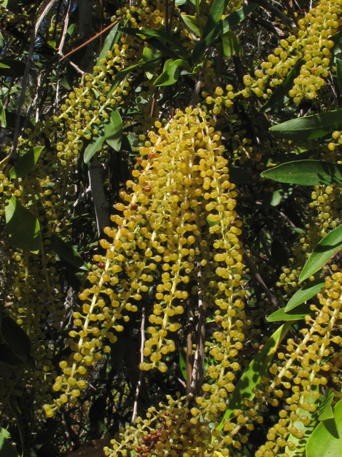 Cyrilla racemiflora (Titi) #45860