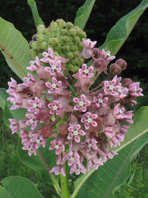 Asclepias syriaca (Common milkweed) #45861