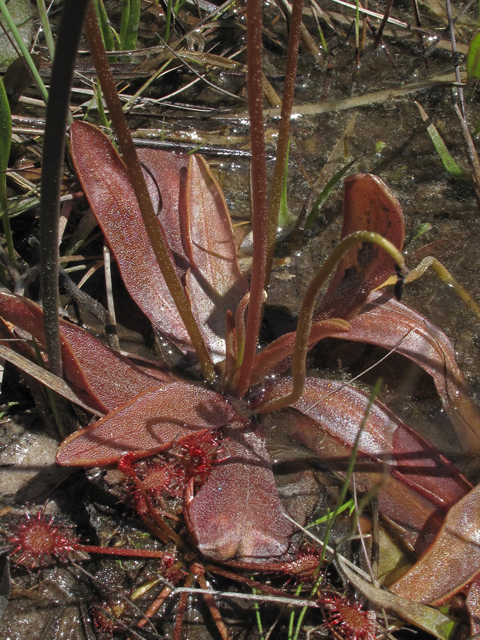 Pinguicula planifolia (Chapman's butterwort) #45875