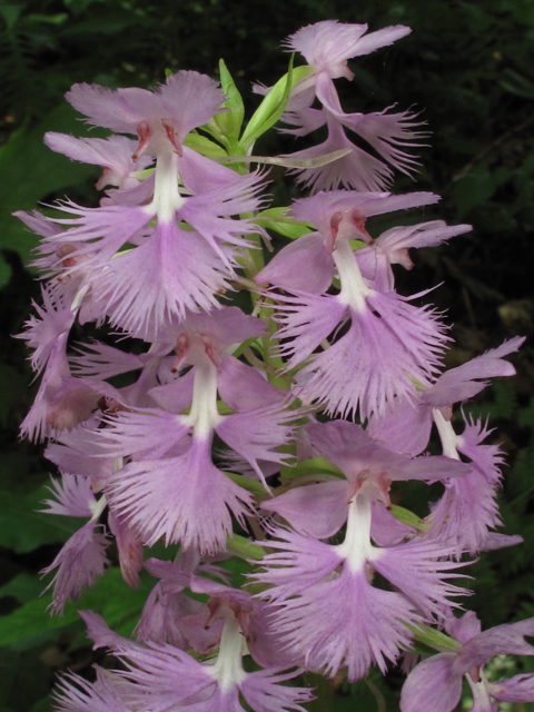 Platanthera grandiflora (Greater purple fringed orchid) #45883