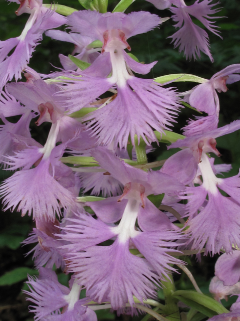Platanthera grandiflora (Greater purple fringed orchid) #45884