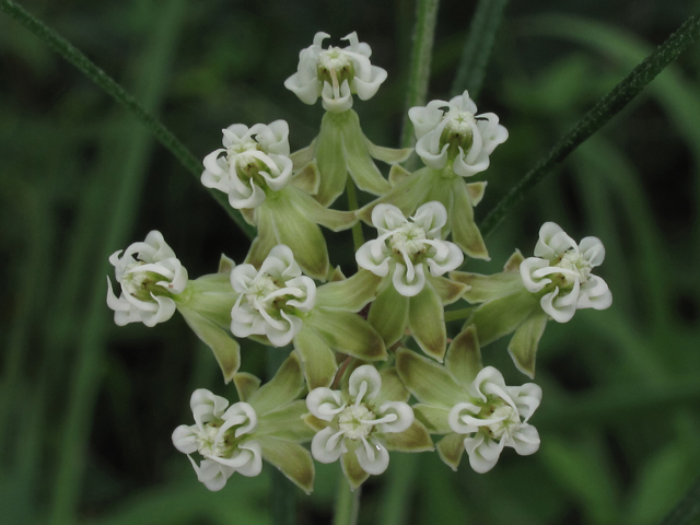 Asclepias verticillata (Whorled milkweed) #45893