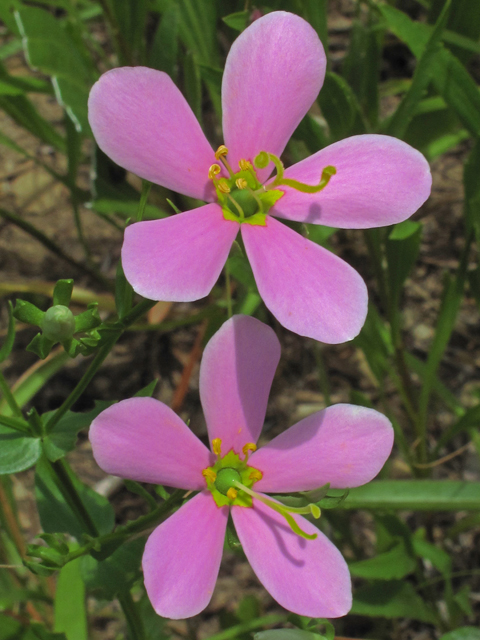 Sabatia angularis (Rosepink) #45902