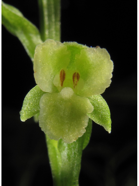 Platanthera flava (Palegreen orchid) #45913