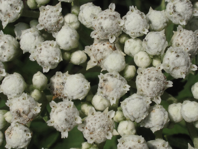 Parthenium integrifolium (Wild quinine) #45923