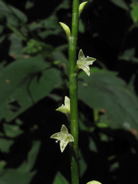 Polygonum virginianum (Jumpseed) #45939
