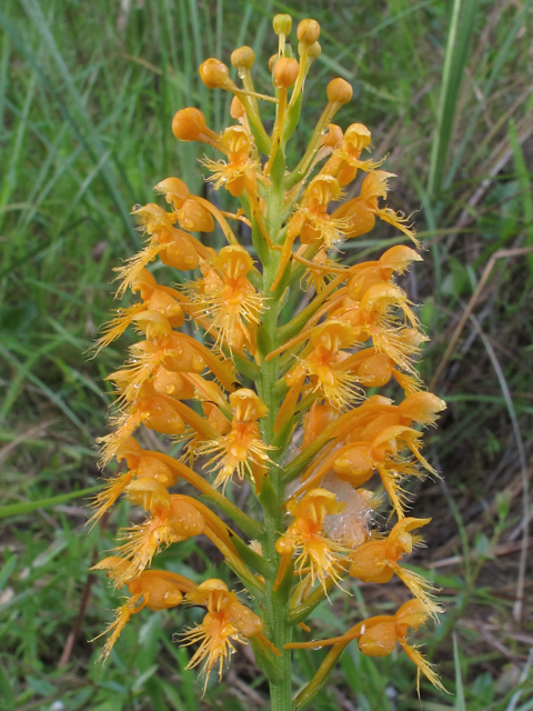 Platanthera chapmanii (Chapman's fringed orchid) #45945