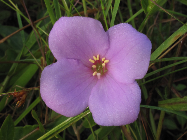 Rhexia petiolata (Fringed meadow beauty) #45948