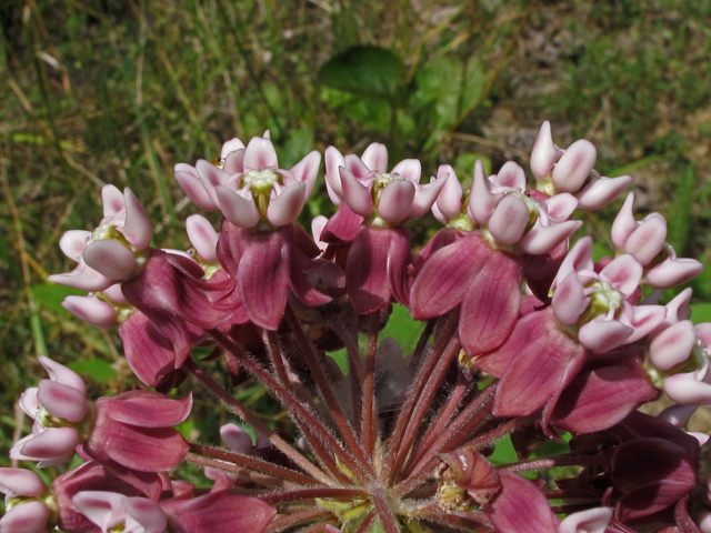 Asclepias syriaca (Common milkweed) #45960