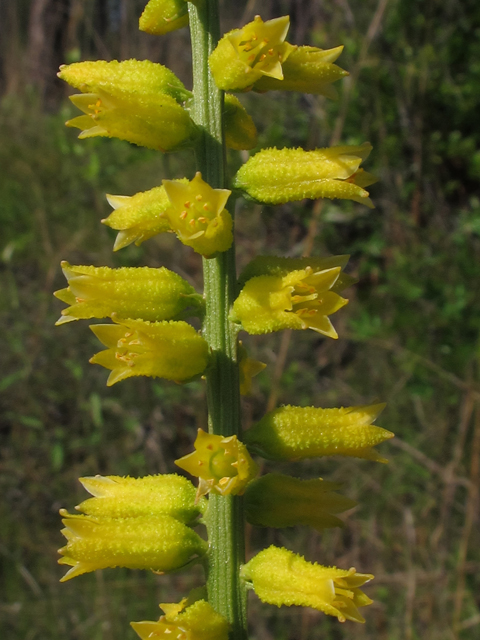 Aletris lutea (Yellow colicroot) #45965