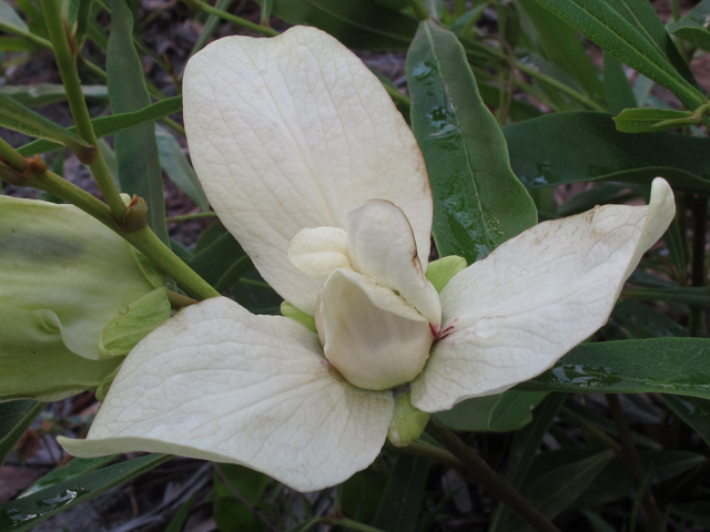 Asimina angustifolia (Slimleaf pawpaw) #45971