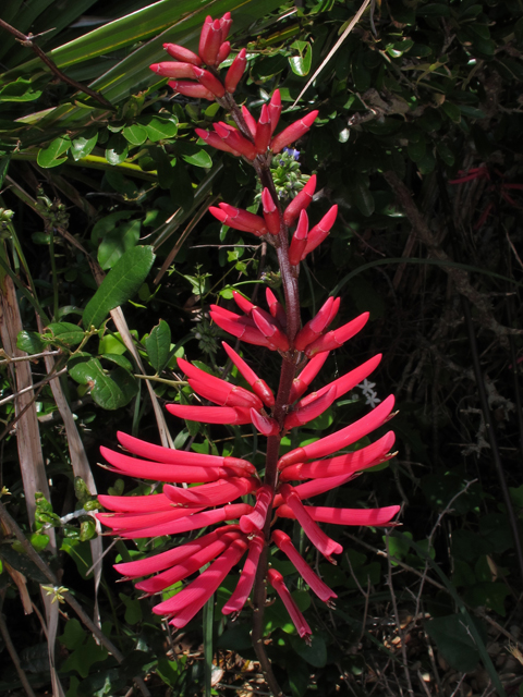 Erythrina herbacea (Coralbean) #45974
